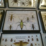 Výstava exotického hmyzu